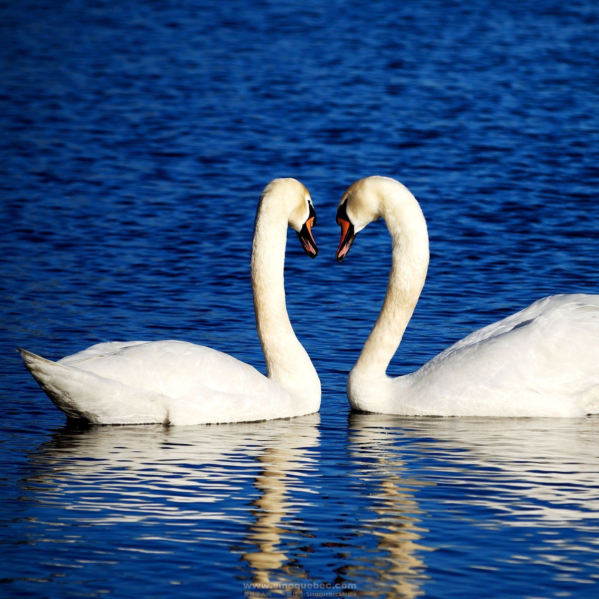 Mute-Swan-Heart.jpg