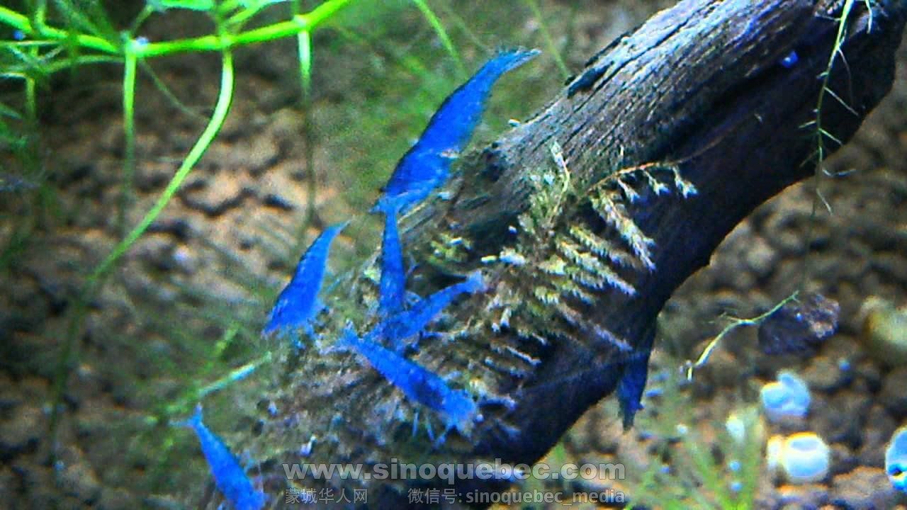 aucra blue shrimp.jpg