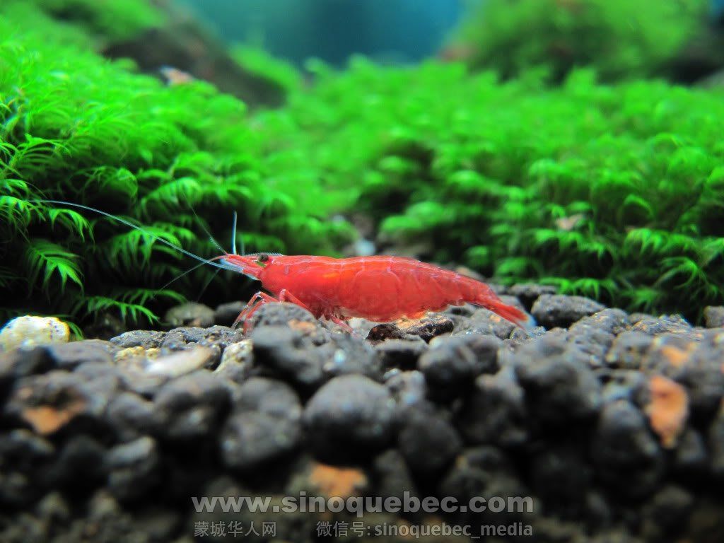 red fire shrimp.jpg