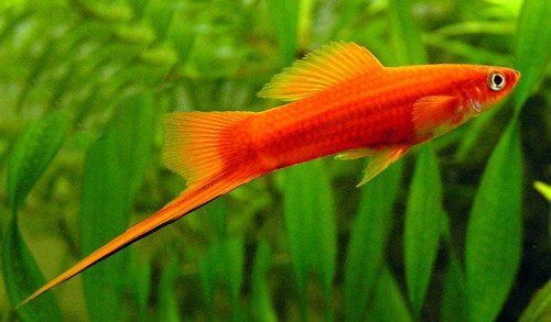 red swordtail-fish.jpg