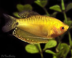 gourami yellow.JPG