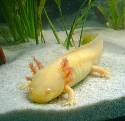 golden-axolotl.jpg