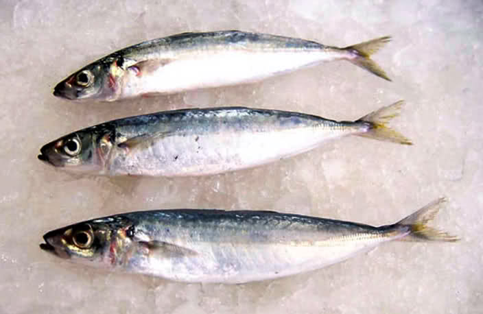 加国超市买菜指南：各种鱼的不同和中英文对照