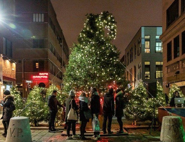 （听新闻）在魁北克挑选圣诞树有讲究