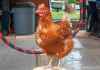 创吉尼斯纪录 加拿大一只母鸡成最聪明的鸡