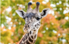 加拿大动物园长颈鹿接受阉割手术麻醉后死亡