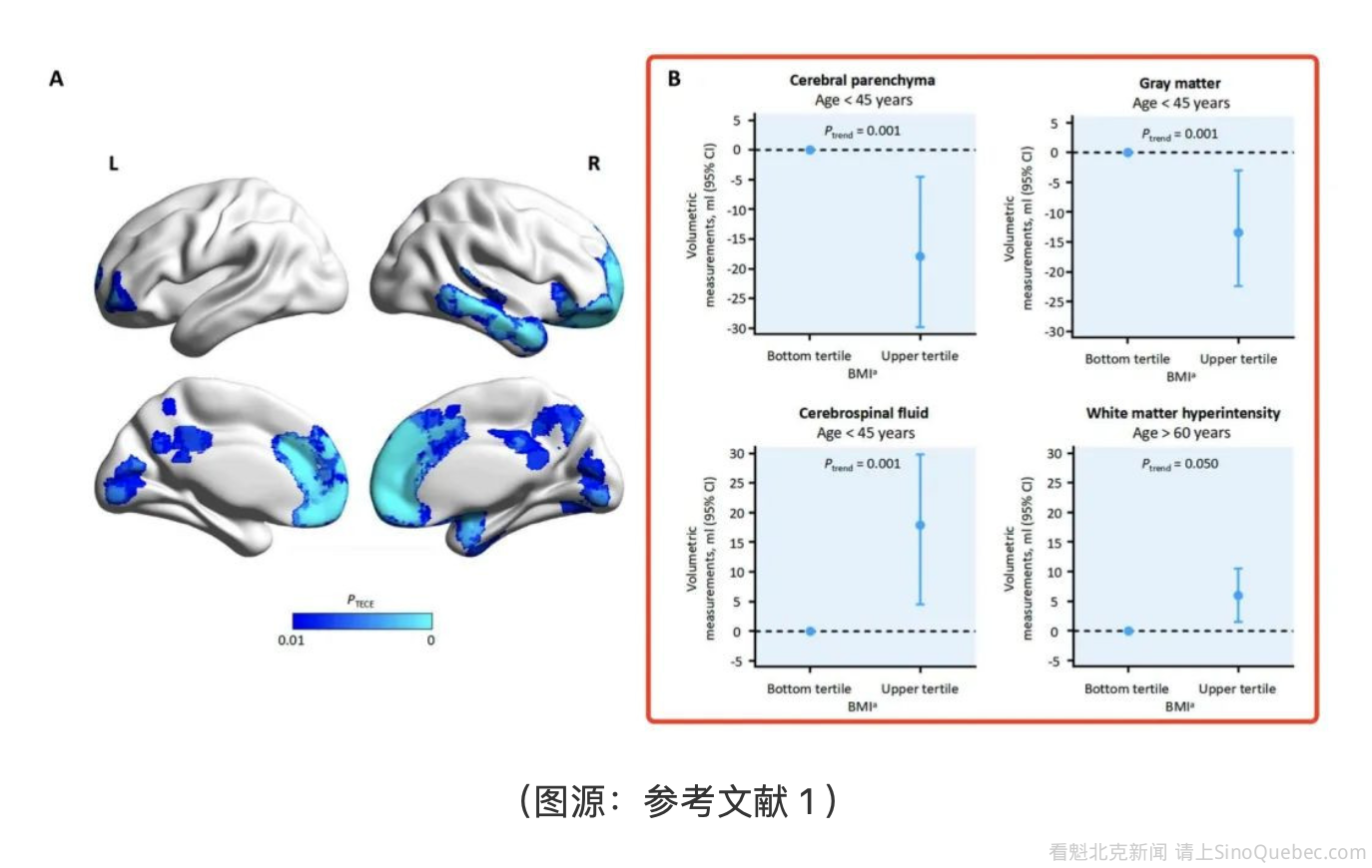 你肚子上长的每一斤肉，都在让你的大脑慢慢变小